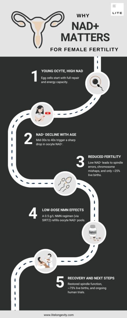 Nmn for fertility